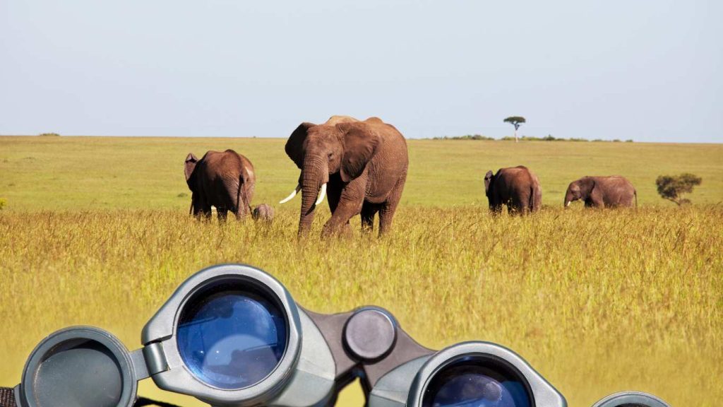 African Safaris Hub