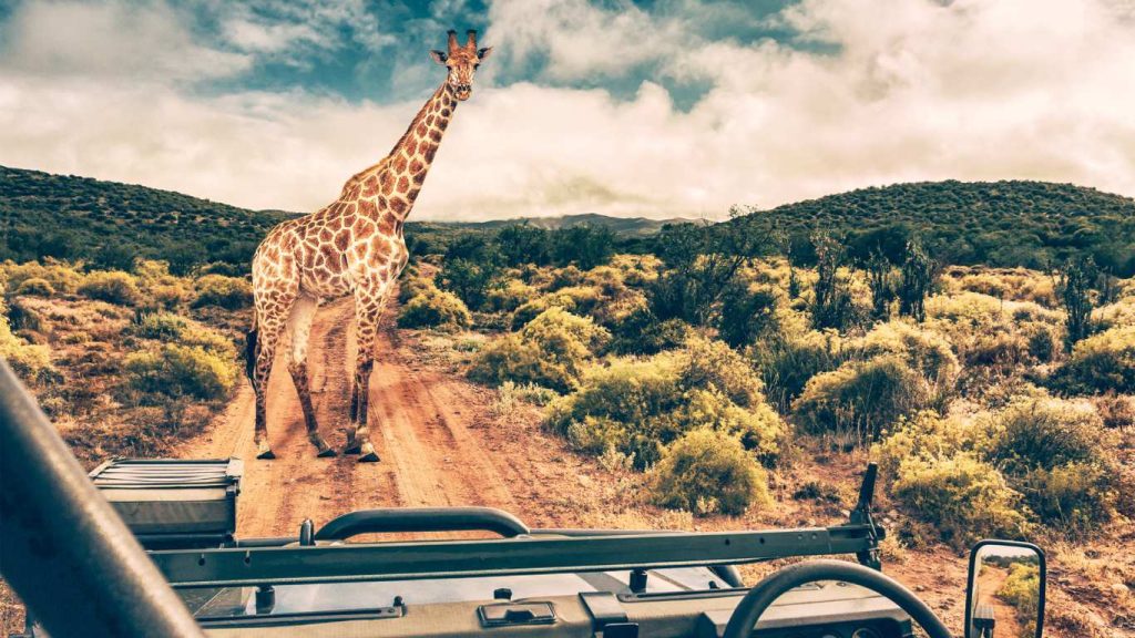 African Safaris Hub