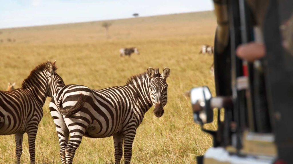 African Safaris Hub
