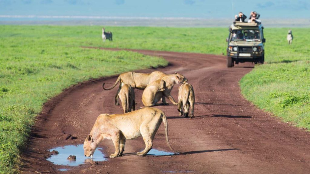 African Safaris Hub