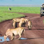 African Safaris Hub