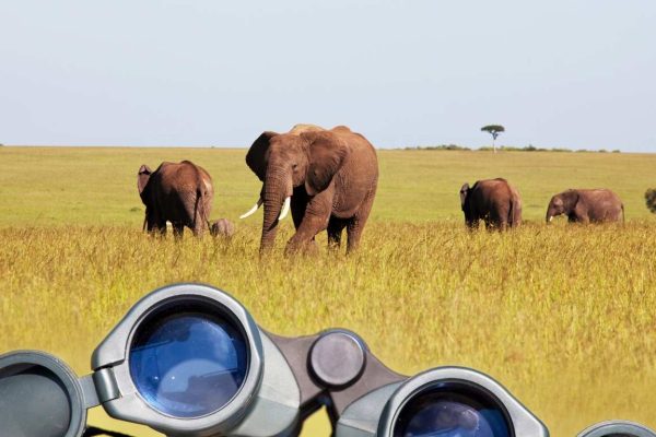 African Safaris Hub