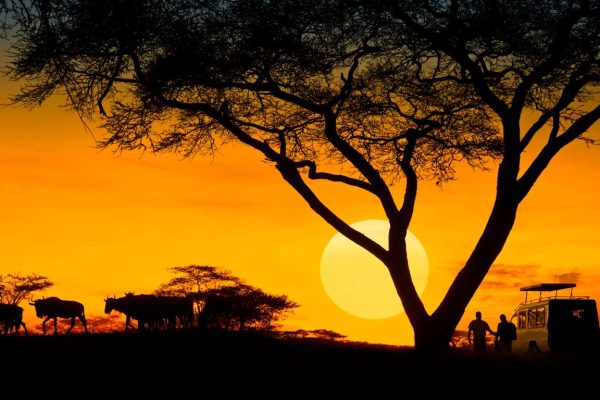 African Safaris Hub
